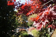 紅葉