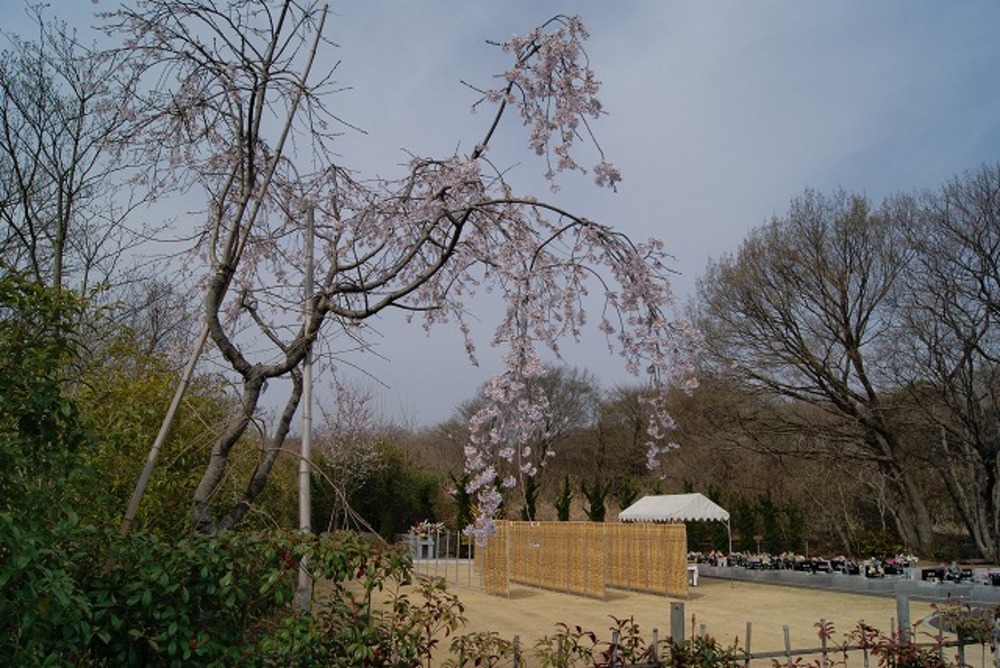 しだれ桜（2011年）
