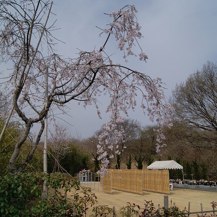 しだれ桜（2011年）