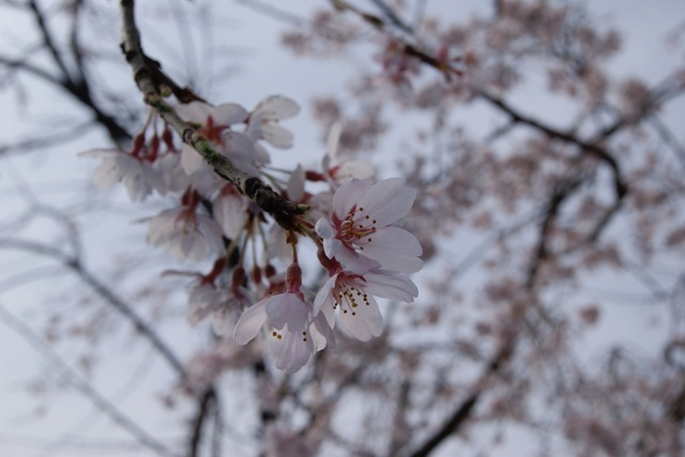 桜の開花（2011年）