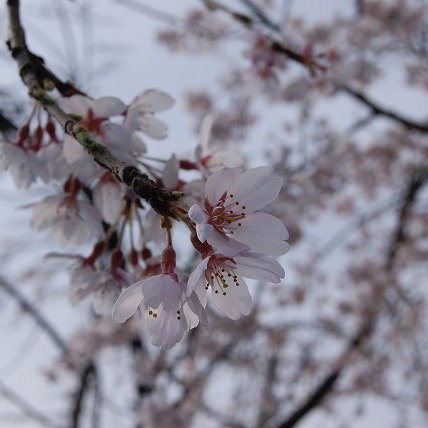 桜の開花（2011年）