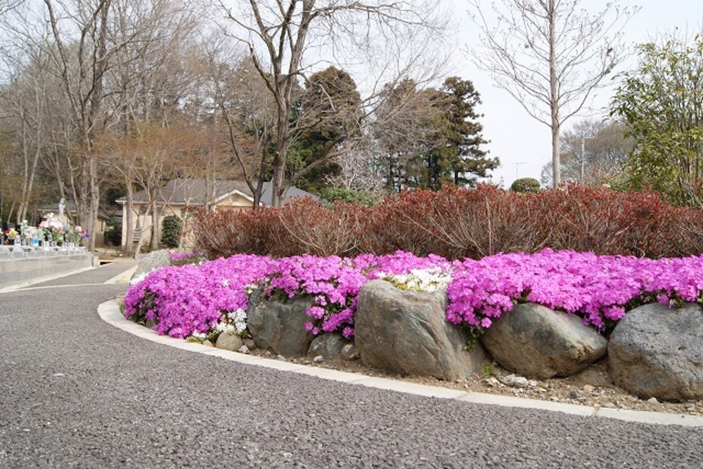 通路脇の芝桜（2011年）