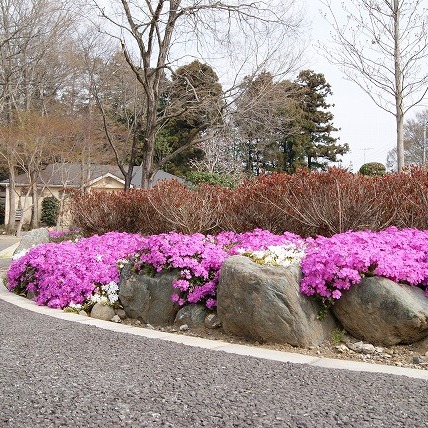 通路脇の芝桜（2011年）