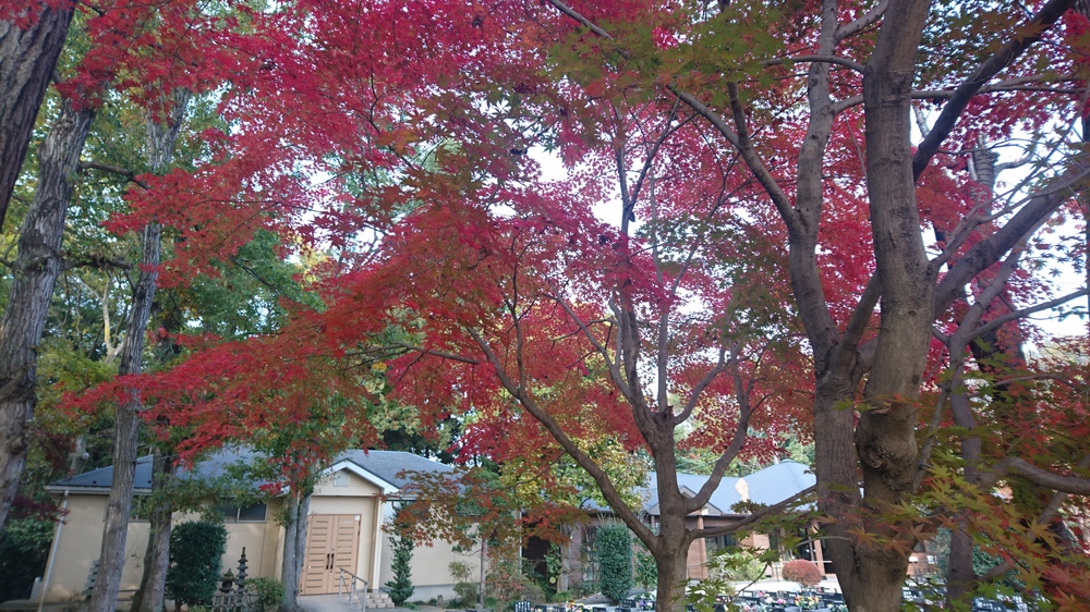 2017年11月の紅葉