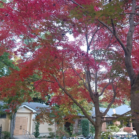 2017年11月の紅葉