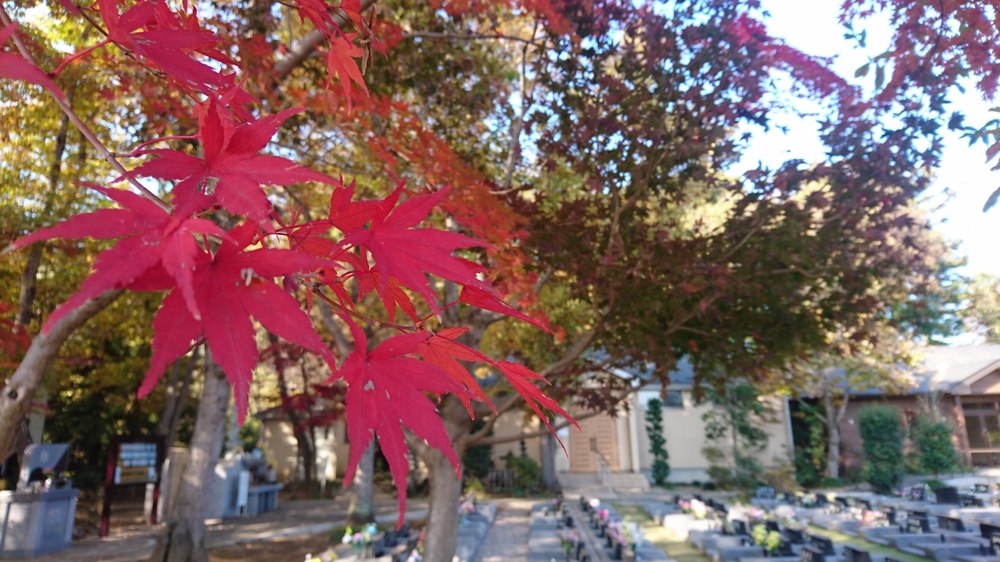 2018年11月の紅葉