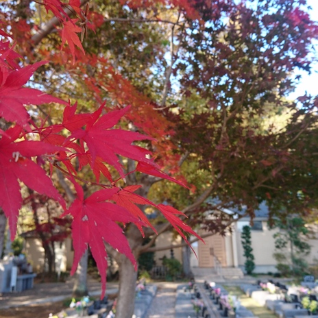 2018年11月の紅葉