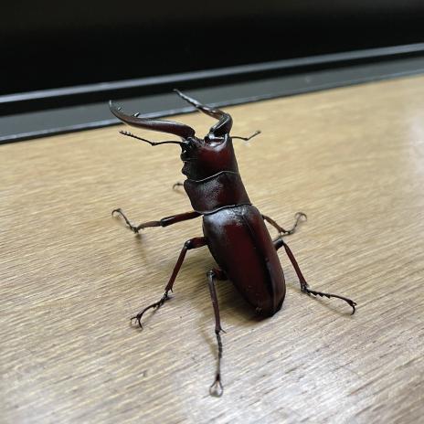 くわがた